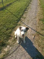 Jet, a male Border Collie for sale in Manchester, TN – 2 of 4