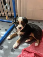 Midnight , a female Miniature Australian Shepherd for sale in Palm Coast, FL – 3 of 5