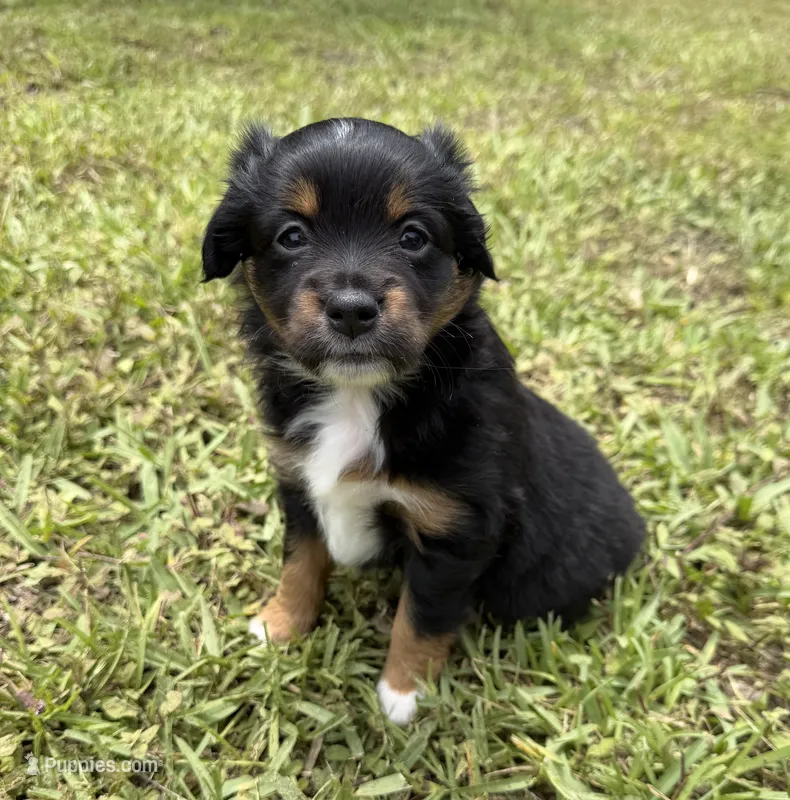 Lover  – Miniature Australian Shepherd puppy for sale in Palm Coast, FL
