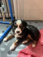 Midnight , a female Miniature Australian Shepherd for sale in Palm Coast, FL – 2 of 5