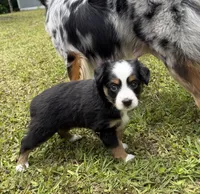 Midnight , a female Miniature Australian Shepherd for sale in Palm Coast, FL – 4 of 5