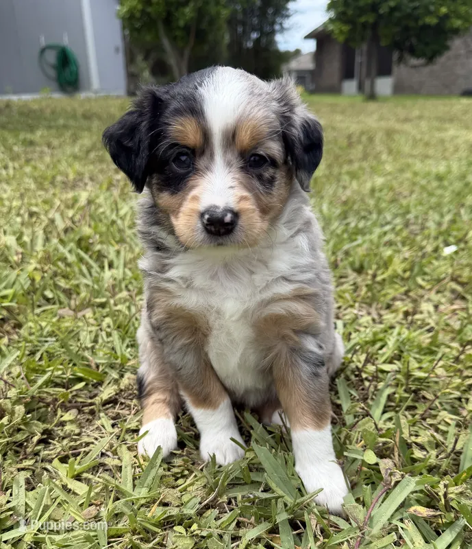 Showgirl  – Miniature Australian Shepherd puppy for sale in Palm Coast, FL
