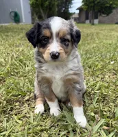Showgirl , a female Miniature Australian Shepherd for sale in Palm Coast, FL – 1 of 6