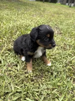 Lover , a female Miniature Australian Shepherd for sale in Palm Coast, FL – 3 of 5