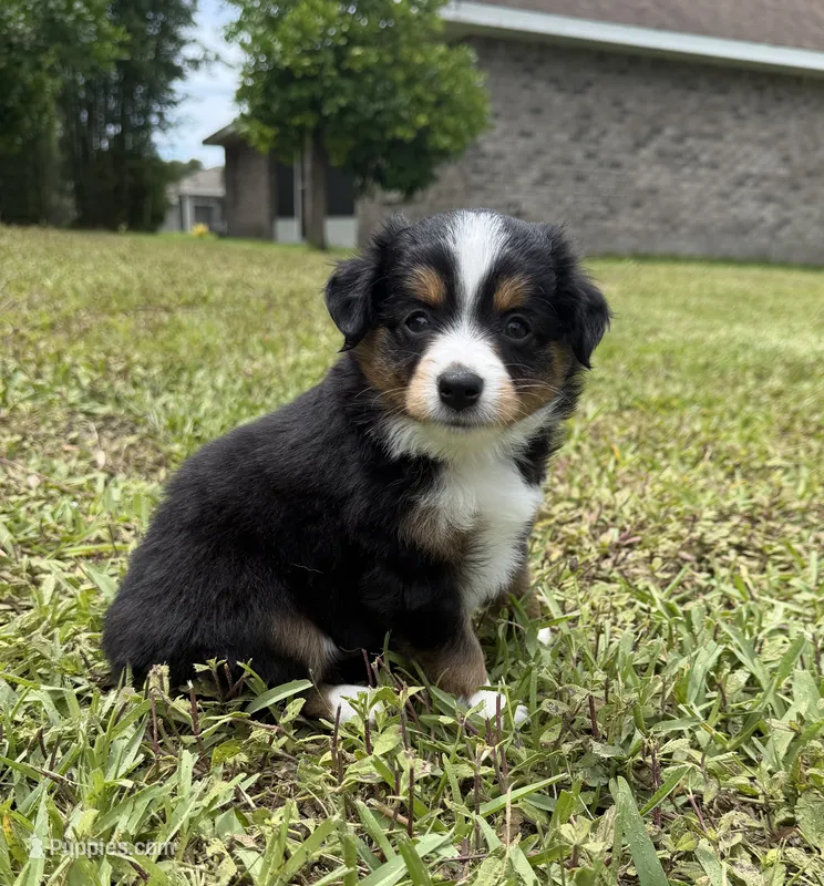 Bandit  – Miniature Australian Shepherd puppy for sale in Palm Coast, FL