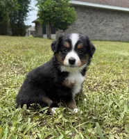 Bandit , a male Miniature Australian Shepherd for sale in Palm Coast, FL – 1 of 2