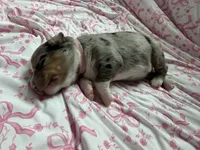 Showgirl , a female Miniature Australian Shepherd for sale in Palm Coast, FL – 6 of 6