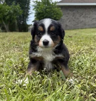Bandit , a male Miniature Australian Shepherd for sale in Palm Coast, FL – 2 of 2