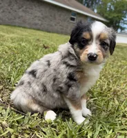 Showgirl , a female Miniature Australian Shepherd for sale in Palm Coast, FL – 2 of 6