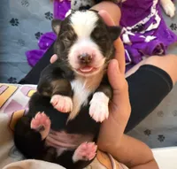 Midnight , a female Miniature Australian Shepherd for sale in Palm Coast, FL – 5 of 5