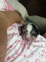 Showgirl , a female Miniature Australian Shepherd for sale in Palm Coast, FL – 5 of 6