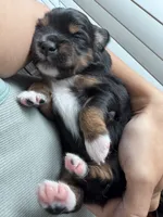 Lover , a female Miniature Australian Shepherd for sale in Palm Coast, FL – 5 of 5