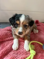 Showgirl , a female Miniature Australian Shepherd for sale in Palm Coast, FL – 4 of 6