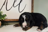 Samson, a male Bernedoodle for sale in Lewisburg, PA – 1 of 2