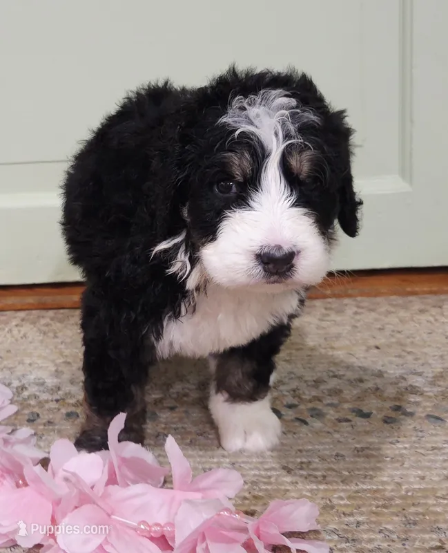 Cecily – Bernedoodle puppy for sale in Lewisburg, PA