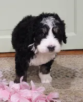 Cecily, a female Bernedoodle for sale in Lewisburg, PA – 3 of 9