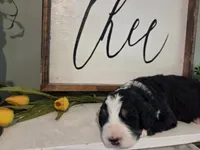 Cecily, a female Bernedoodle for sale in Lewisburg, PA – 2 of 3