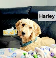 processed/4a52950f-3396-4593-a312-b778bad7f4fe/listing/132add23-bb78-4856-8172-5976818de462/ea89f409-e5db-4b78-b203-ef6ed724ab4d