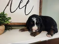 Samson, a male Bernedoodle for sale in Lewisburg, PA – 2 of 2