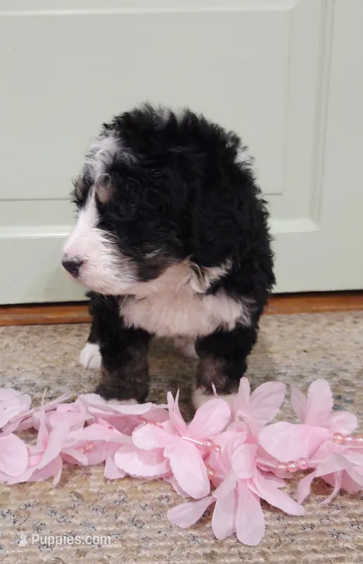 Cecily – Bernedoodle puppy for sale in Lewisburg, PA