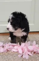 Cecily, a female Bernedoodle for sale in Lewisburg, PA – 2 of 9