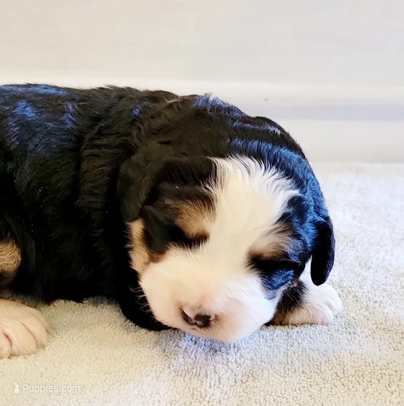 Sierra – Bernedoodle puppy for sale in Lewisburg, PA