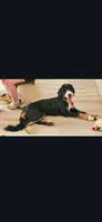 Cecily, a female Bernedoodle for sale in Lewisburg, PA – 8 of 9
