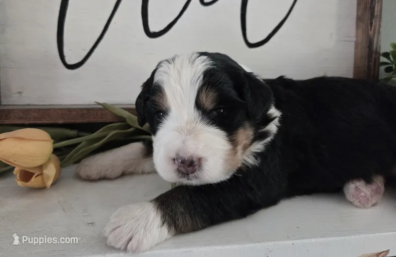 Sierra – Bernedoodle puppy for sale in Lewisburg, PA