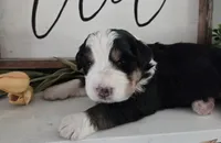 Sierra, a female Bernedoodle for sale in Lewisburg, PA – 4 of 8