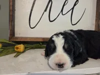 Cecily, a female Bernedoodle for sale in Lewisburg, PA – 3 of 3