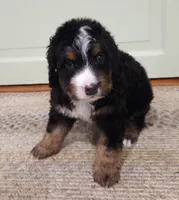 Samson, a male Bernedoodle for sale in Lewisburg, PA – 4 of 8
