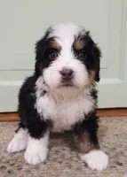 Sierra, a female Bernedoodle for sale in Lewisburg, PA – 2 of 8