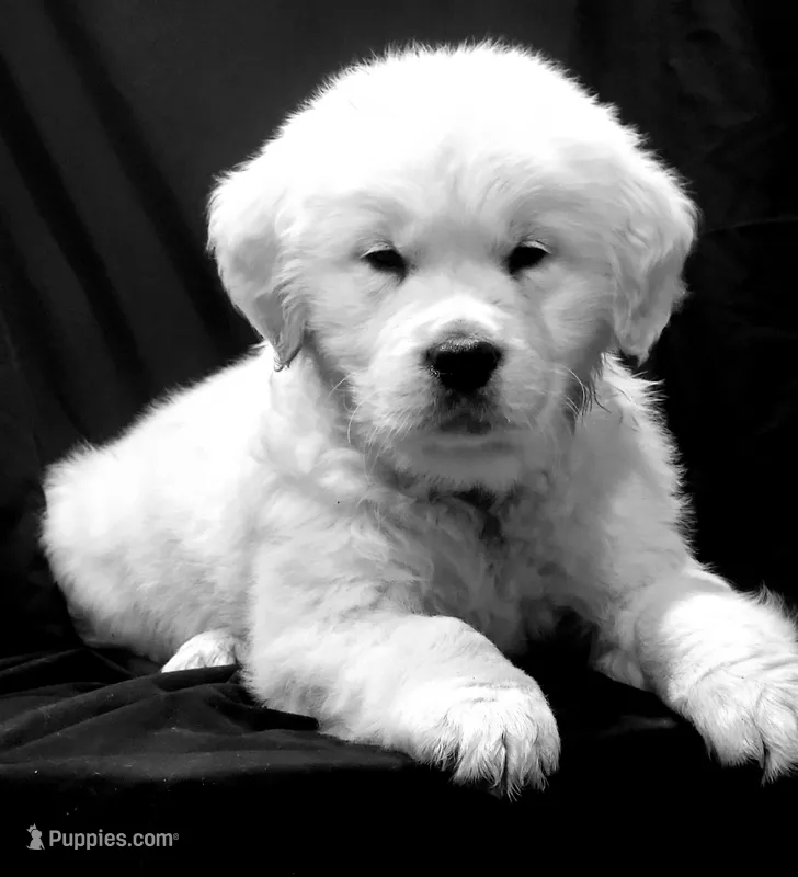 Challenger, a  English Cream Golden Retriever for sale in Lewisburg, PA – Photo 1 of 3