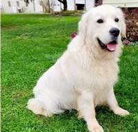 Challenger, a  English Cream Golden Retriever for sale in Lewisburg, PA – Photo 2 of 3