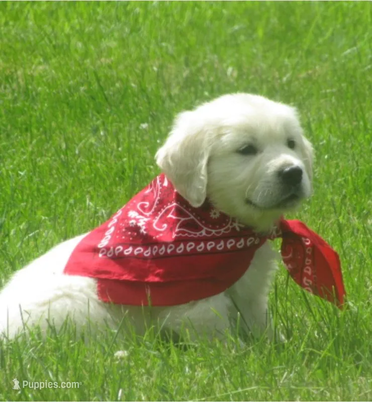 Wynd, a  English Cream Golden Retriever for sale in Lewisburg, PA – Photo 1 of 3