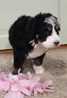 Cecily, a female Bernedoodle for sale in Lewisburg, PA – 4 of 9