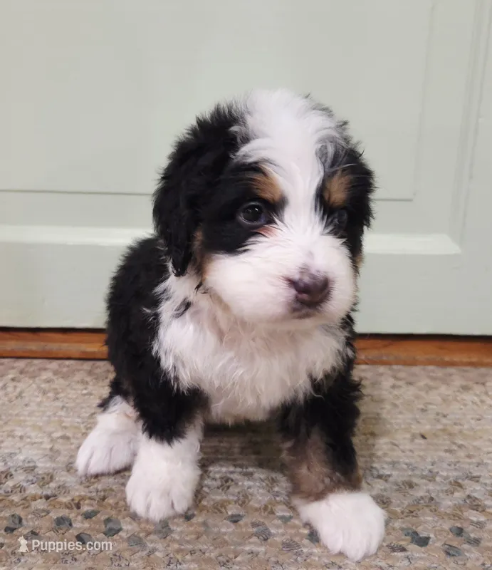 Sierra – Bernedoodle puppy for sale in Lewisburg, PA