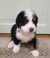 Sierra, a female Bernedoodle for sale in Lewisburg, PA – 1 of 8
