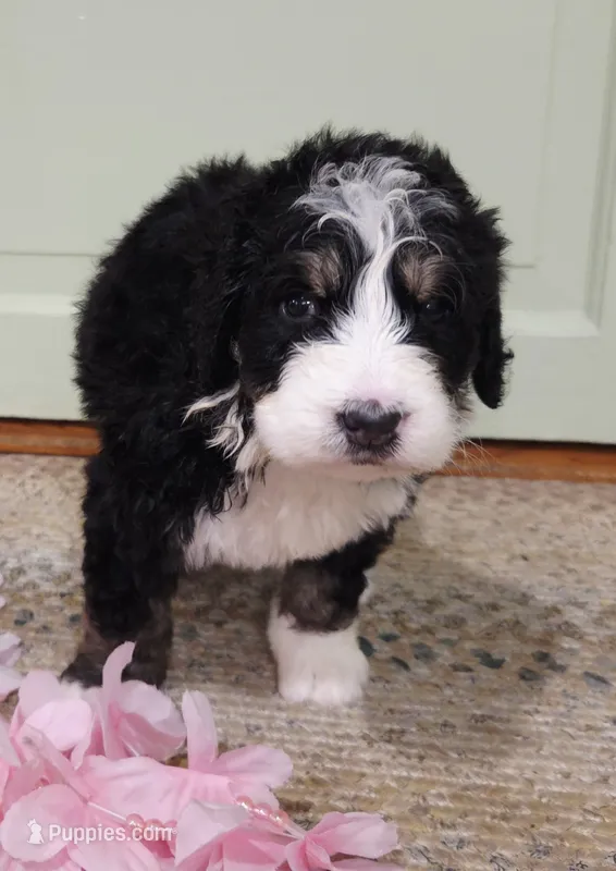 Cecily – Bernedoodle puppy for sale in Lewisburg, PA