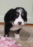 Cecily, a female Bernedoodle for sale in Lewisburg, PA – 1 of 9