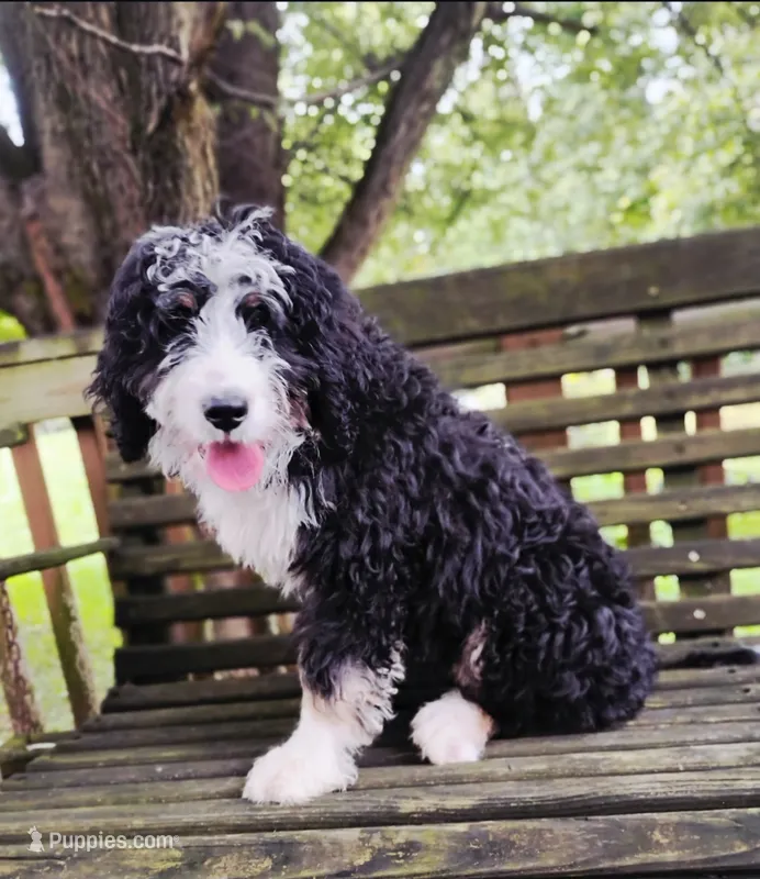 Cecily – Bernedoodle puppy for sale in Lewisburg, PA