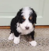 Sierra, a female Bernedoodle for sale in Lewisburg, PA – 3 of 8