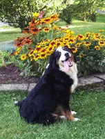 Cecily, a female Bernedoodle for sale in Lewisburg, PA – 9 of 9