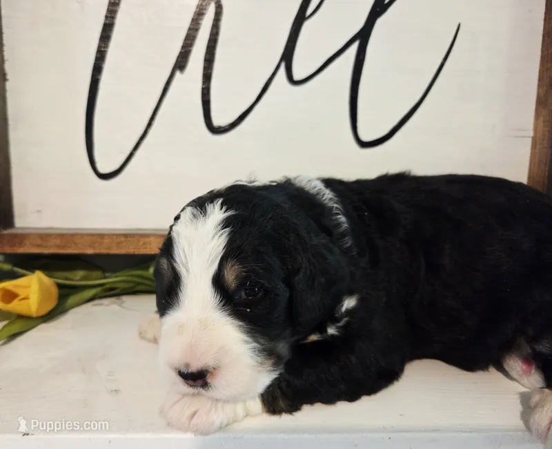 Cecily – Bernedoodle puppy for sale in Lewisburg, PA