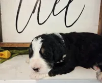 Cecily, a female Bernedoodle for sale in Lewisburg, PA – 1 of 3