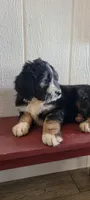 Joli-crate-training, a female Bernedoodle for sale in Lewisburg, PA – Photo 5 of 5