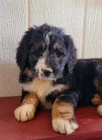 Joli-crate-training, a female Bernedoodle for sale in Lewisburg, PA – Photo 2 of 5
