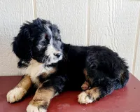 Joli-crate-training, a female Bernedoodle for sale in Lewisburg, PA – Photo 4 of 5