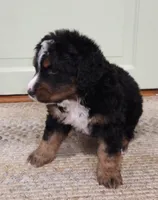 Samson, a male Bernedoodle for sale in Lewisburg, PA – 3 of 8