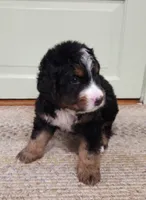 Samson, a male Bernedoodle for sale in Lewisburg, PA – 2 of 8